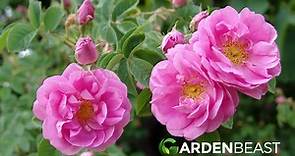 Damask Rose Guide: How to Grow and Care for “Rosa Damascena”