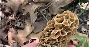 Finding #Morel Mushrooms in Missouri #morels