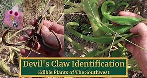 Devil's Claw- Where to Find, How to Identify, Edible Uses