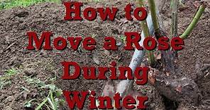 How to Move a Rose During Winter