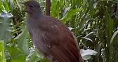 Nova the lyrebird mimics sounds at Adelaide Zoo ❤️