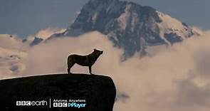 BBC Player | BBC Earth | The Sanctuary: Survival Stories of The Alps
