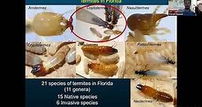 The spread and impact of Asian subterranean termite in South Florida: Detection and management