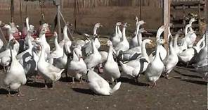 Buy Order Goslings - White Chinese Geese - Metzer Farms