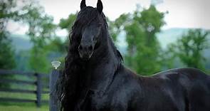 BREAKING: World Famous Friesian Stallion is the Star in Upcoming Movie