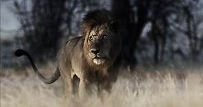 Gewinnen zum Kinostart - „The Bastard King“: Der „echte“ König der Löwen