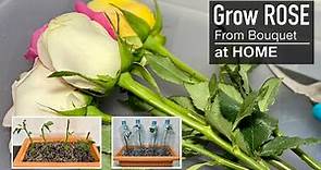 Rose : Grow your Own Roses from Cuttings at Home
