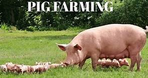 The Cost Of Starting A Profitable PIG Farm Business For Beginners!