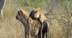 hyena mating# (3)