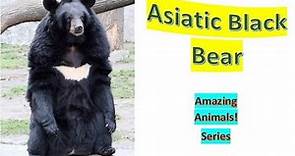 Asiatic Black Bear facts 🐻 Asian black bear 🐻 moon bear 🐻 white-chested bear 🐻