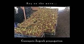 Roy On The Move - Coreopsis Zagreb Propagation Ep. #34