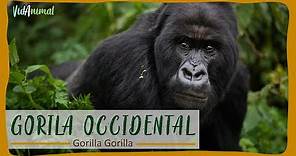 El Primate más grande del mundo: El GORILA.