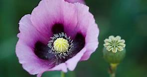 How Did Opium Poppies Get Their Painkilling Properties?