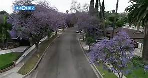 Jacaranda trees blooming in Southern California