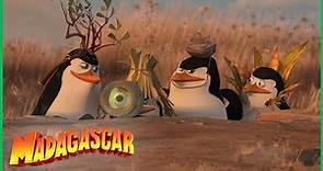 DreamWorks Madagascar em Português | Os Pinguins Compilação | Desenhos Animados