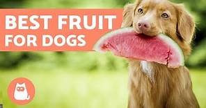 The BEST FRUIT for DOGS - Benefits and Servings