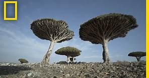 Dragon's Blood Trees of Socotra Are Endangered | National Geographic