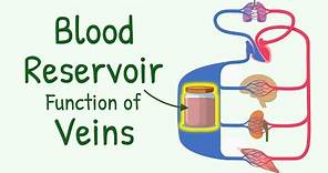 Blood Reservoir Function of the Veins