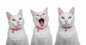 Heterochromia in Cats: Odd-Eyed Cat Genetics and Common Breeds