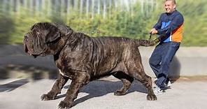 The 10 Biggest Mastiff Dog Breeds