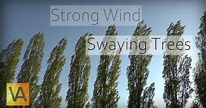 Strong Wind Blowing Through Trees (Natural White Noise/Relaxing Sound for Sleeping)