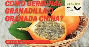 ¿Cómo germinar granada china/ granadilla? || La huerta de José