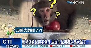 【每日必看】六福村甩鍋ㄅㄆㄇ猴園?! 園長:交接時"僅2隻"黃狒狒 20230331 @CtiNews