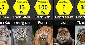 All 40 Species of Wild Cats | Size Comparison