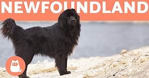 NEWFOUNDLAND DOG - Profile of a Hero Breed