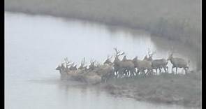 Thirty Endangered Père David's Deer Released into Wild in East China