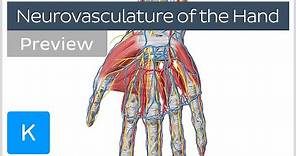 Neurovasculature of the Hand (preview) - Human Anatomy | Kenhub