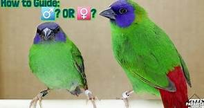 Birds | Blue Faced Parrot Finch (erythrura trichroa) | How to know if its Male ? or Female ?