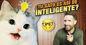 ¿Cómo de INTELIGENTE es TU GATO? 🤓 | Cosas que hacen los gatos en función de su inteligencia 📚