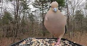 Mourning Dove call