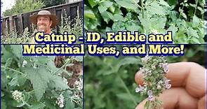 Catnip - It's Not Just for Cats - ID, Edible and Medicinal Uses, How to Use It and More!