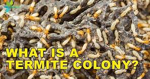 Termite Colonies: How Termite Colonies are Formed