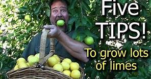 5 Tips How to Grow a Ton of Limes on One Tree - Totally Organic!
