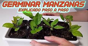 Germinar Manzanas Rápido || Sembrar y Cultivar Manzana || Germinar semillas de Manzana || Huerto