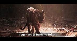 Tiger Tiger Burning Bright | Tyger Tyger Burning Bright | A poem by William Blake