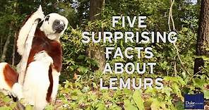 Five Surprising Lemur Facts from the Duke Lemur Center