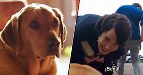 'Downton Abbey': El perro de los Crawley se convierte en un 'espía' en el rodaje en este vídeo en EXCLUSIVA