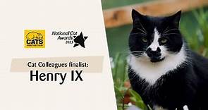 Henry IX | National Cat Awards 2023: Cat Colleague finalist
