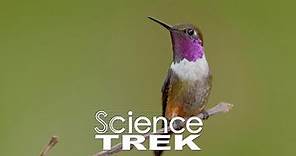 Science Trek:Animal Adaptation: How to Survive