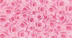 4K Romantic Pink Rose Flower Video Background || Love,Romantic,Wedding motion video Background loop