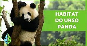Qual é o HABITAT do URSO PANDA e como vive? 🐼🎋