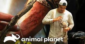 ¡Frank en peligro! Las veces que fue mordido | Wild Frank | Animal Planet