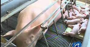 Group accuses Smithfield Foods of abuse