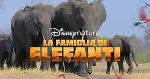 Disneynature: La Famiglia di Elefanti e Echo, Il Delfino | Disney+ | In Streaming dal 3 Aprile