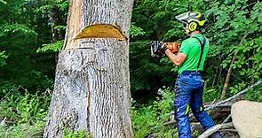 HOW TO CUT DOWN DEAD AND HAZARDOUS TREES | Tree Felling Tutorial