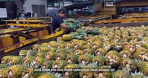 Costa Rica's exclusive 'pink pineapples' go global